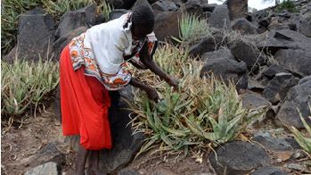 aloe_turkanensis_harvesting.jpg