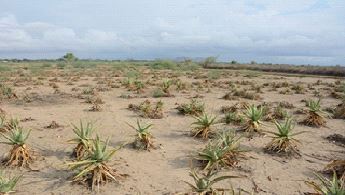 aloe_turkanensis_plantation.jpg