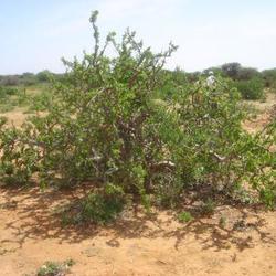 Myrrh Somaliland.jpg