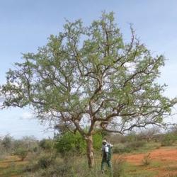 Commiphora Tree.jpg