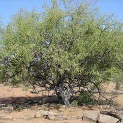 Boswellianeglecta Kenya.jpg