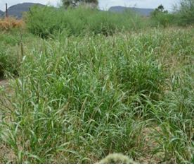 grass_seed_for_harvesting.jpg grass_seed_for_harvesting.jpg