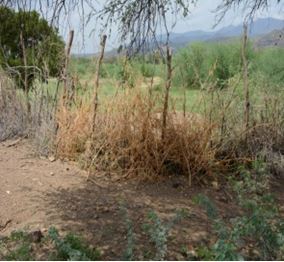 maintained_fence.jpg maintained_fence.jpg